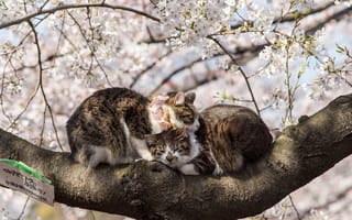 Картинка дерево, Животные, весна
