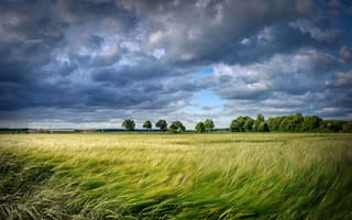 Картинка поле, облака, кукуруза, урожай, небо
