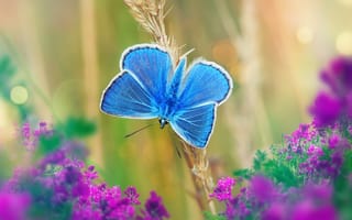 Картинка голубая, бабочка, цветы