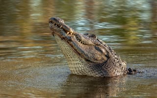 Картинка крокодил, живая природа, аллигатор, река
