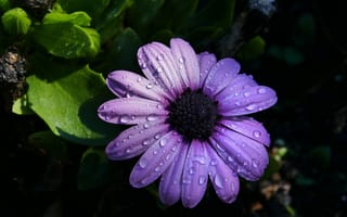 Картинка цветок, лепестки, пурпурный, маргаритка