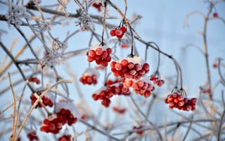 Картинка Калина, зима, иней