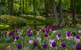 Картинка Netherlands, Parks, Spring, Pond Tulips Keukenhof
