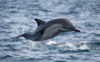 Картинка дельфин, полет, океан