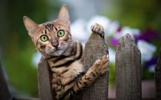 Картинка кот, зеленоглазый, забор