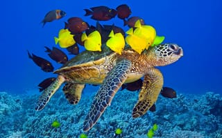 Картинка Подводный мир, черепаха, стая рыбок, океан