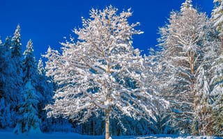 Картинка Зима, природа, снег