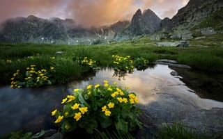 Картинка лето, пейзаж, цветы, Ретезат, горы, трава, облака, природа, Румыния, национальный парк, Ioan Ovidiu Lazar