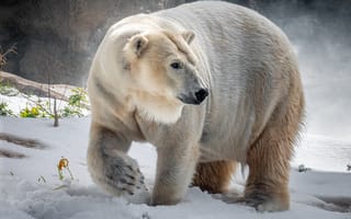 Картинка Медведь, Снег, Зима, Животные