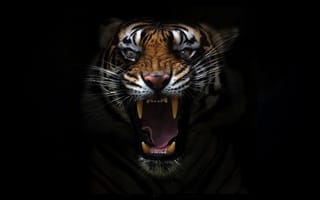 Картинка тигр, пасть, клыки, черный