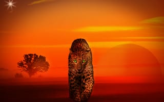 Картинка леопард, хищник, закат