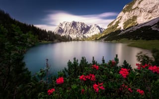 Картинка леса, Альпы, цветы, Seebensee, озеро, природа, горы, растительность, Австрия, пейзаж