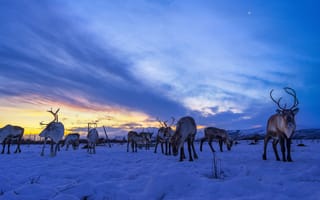 Картинка Олени, Вечер, Reindeer, Небо, Снег, Животные, Стадо