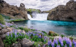 Картинка Хьяулпарфосс, камни, люпины, водопад, пейзаж, Hjalparfoss, Исландия, цветы, природа