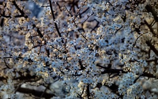 Картинка дерево, весна, цветы