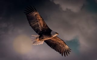 Картинка орел, полет, небо