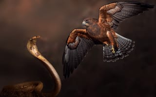 Картинка кобра, ястреб, противостояние
