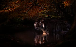 Картинка тигр, лес, осень