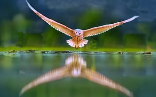 Картинка полет, крылья, вода, отражение