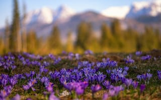 Картинка природа, первоцветы, Sosnicki Michal, крокусы, весна