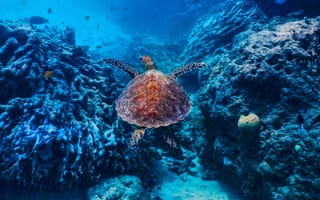 Картинка Черепаха, БАли, подводный мир