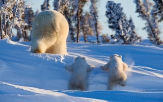 Картинка зима, белые, лес, снег, медвежата, сугробы, медведи