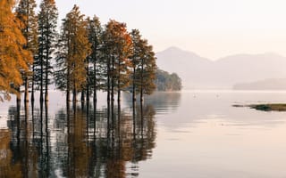 Картинка Озеро, природа, деревья, туман