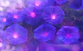 Картинка фиолетовые, цветы
