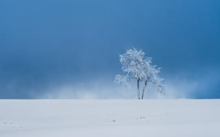 Картинка зима, деревья, снег, поле, берёзы