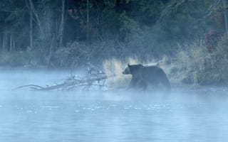 Картинка лес, утро, медведь, гризли, туман, река