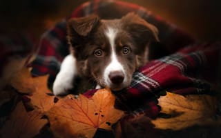 Картинка животное, пёс, клён, осень, плед, листья, морда, собака