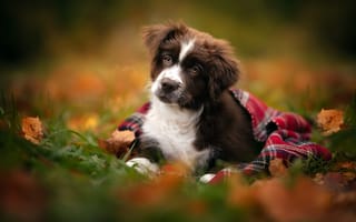 Обои животное, осень, щенок, взгляд, собака, листья, пёс, плед, трава
