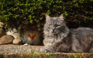 Картинка Кошки, Взгляд, Двое, Животные