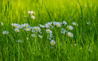 Картинка цветы, трава, поле