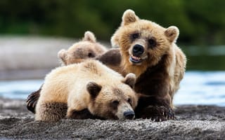 Картинка медведь, медведи, природа, хищник