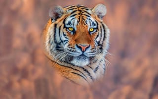 Картинка тигр, хищник