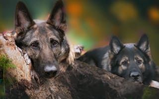Картинка овчарки, собаки, немецкие