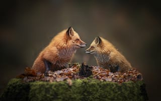 Картинка пара, осень, лисицы