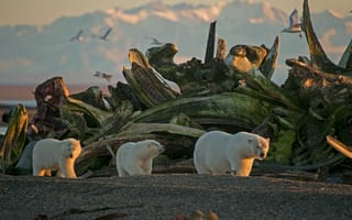 Картинка природа, медведи, животные, Аляска, кости, птицы, хищники, белые медведи