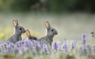 Картинка природа, детёныши, кролики, зайцы, трава