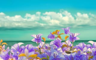 Картинка берег, цветы, море