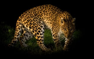 Картинка Леопард, Взгляд, Животные