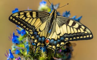 Картинка Бабочка, Крупным планом, Papilio machaon
