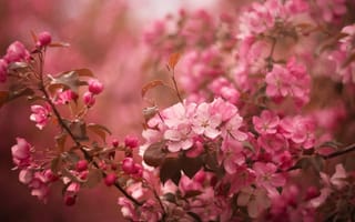 Картинка весна, цветы, цветение, Apple