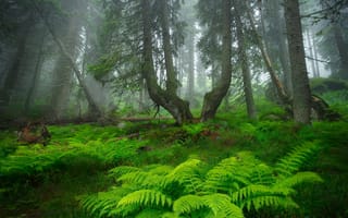 Картинка Александров Александър, папоротник, супер, лес