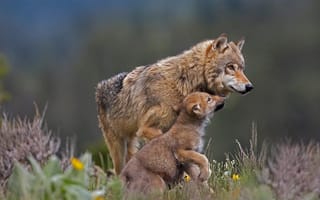 Картинка природа, детёныш, волчица, хищники, животные, волчонок, трава