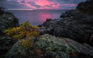 Картинка пейзаж, Новая Англия, океан, природа, закат, дерево, скалы, США