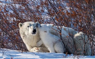 Картинка зима, медведи, кусты, детёныш, природа, медведица, снег, белые медведи, медвежонок, хищники, животные