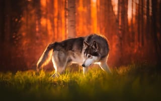 Картинка собака, волк