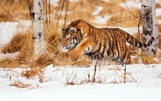 Картинка тигр, бег, снег